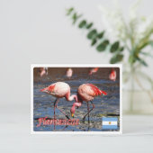 Carte Postale Argentine - Flamencos de la puna - (Debout devant)