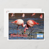 Carte Postale Argentine - Flamencos de la puna - (Devant / Derrière)
