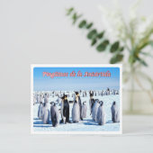 Carte Postale Argentine - Pingüinos de la Antártida - (Debout devant)