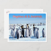 Carte Postale Argentine - Pingüinos de la Antártida - (Devant / Derrière)