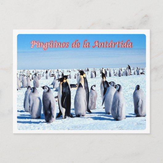 Carte Postale Argentine - Pingüinos de la Antártida - (Devant)