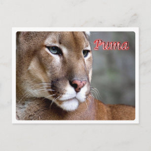 Carte Postale Argentine - Puma -