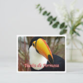 Carte Postale Argentine - Tucán de Formosa (Debout devant)