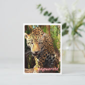 Carte Postale Argentine - Yaguareté - (Debout devant)