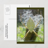 Carte postale Argiope Bande Argiope Vue Dorsale (Devant / Derrière)