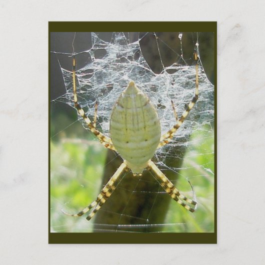 Carte postale Argiope Bande Argiope Vue Dorsale (Devant)