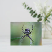 Carte Postale Argiope bruennichi (Debout devant)