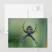 Carte Postale Argiope bruennichi (Devant / Derrière)