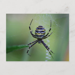 Carte Postale Argiope bruennichi