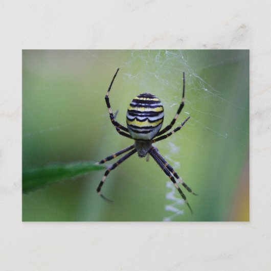 Carte Postale Argiope bruennichi (Devant)