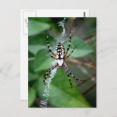 Carte Postale Argiope noire et jaune (Devant / Derrière)