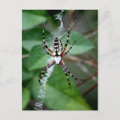 Carte Postale Argiope noire et jaune (Devant)