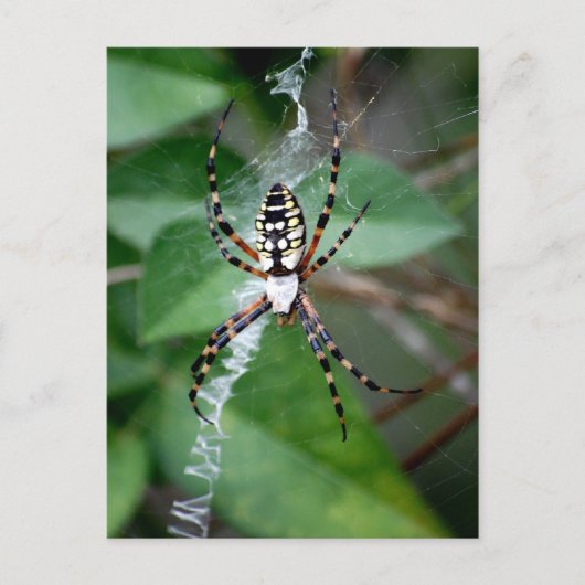 Carte Postale Argiope noire et jaune (Devant)