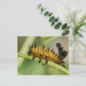 Carte postale Argus Tortoise Shell Beetle Larva (Debout devant)