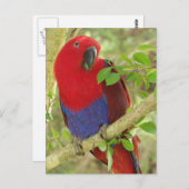 Carte Postale Aria Grand Eclectus Parrot (Devant / Derrière)