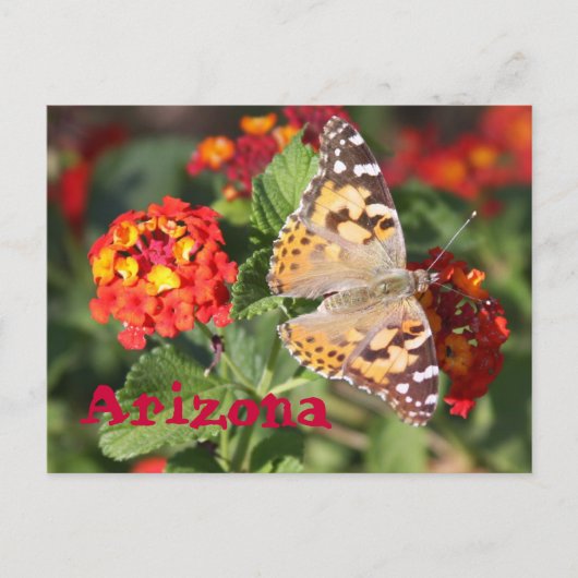 Carte Postale Arizona (Devant)