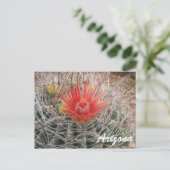 Carte Postale Arizona Barrel Cactus Blossom (Debout devant)