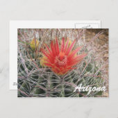 Carte Postale Arizona Barrel Cactus Blossom (Devant / Derrière)