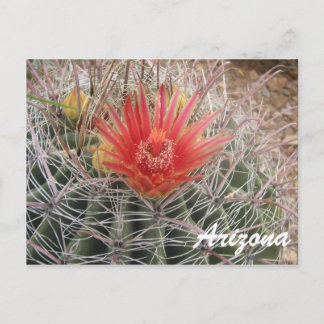 Carte Postale Arizona Barrel Cactus Blossom