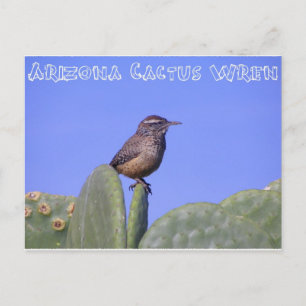 Carte Postale Arizona Cactus Wren