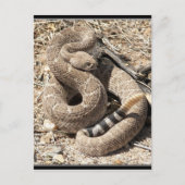 Carte Postale Arizona DIamondback Rattlesnake (Devant)