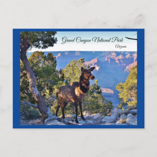 Carte postale, Arizona, Grand Canyon, Elk