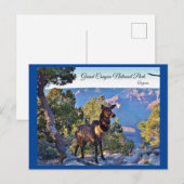 Carte postale, Arizona, Grand Canyon, Elk (Devant / Derrière)