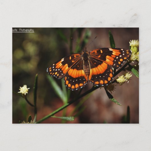 Carte Postale Arizona Gratuit (Devant)