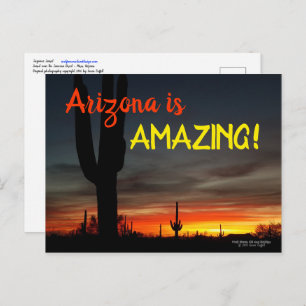 Carte Postale "Arizona is Amazing !" Cactus Sunset Sonoran