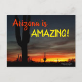 Carte Postale "Arizona is Amazing !" Cactus Sunset Sonoran (Devant)