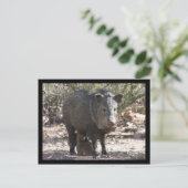 Carte postale Arizona Javelina (Debout devant)