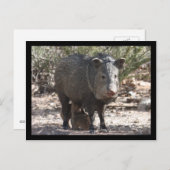 Carte postale Arizona Javelina (Devant / Derrière)