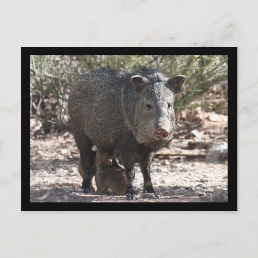 Carte postale Arizona Javelina (Devant)