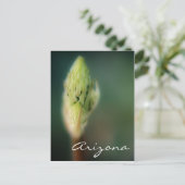 Carte Postale Arizona Postcard Spring Bud Modèle (Debout devant)
