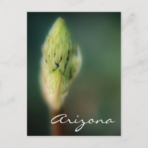 Carte Postale Arizona Postcard Spring Bud Modèle
