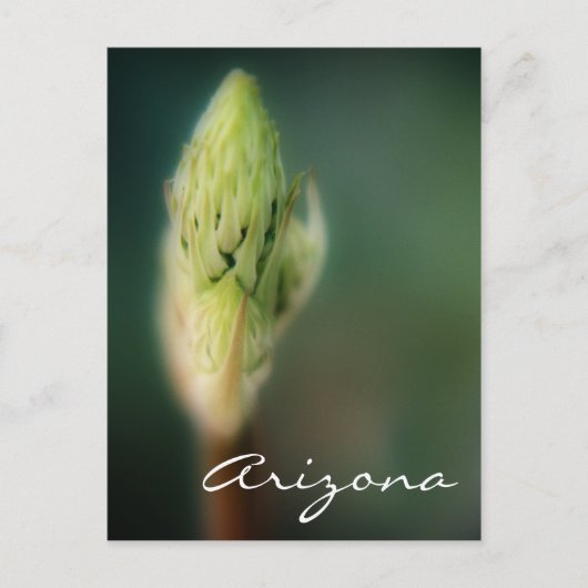 Carte Postale Arizona Postcard Spring Bud Modèle (Devant)