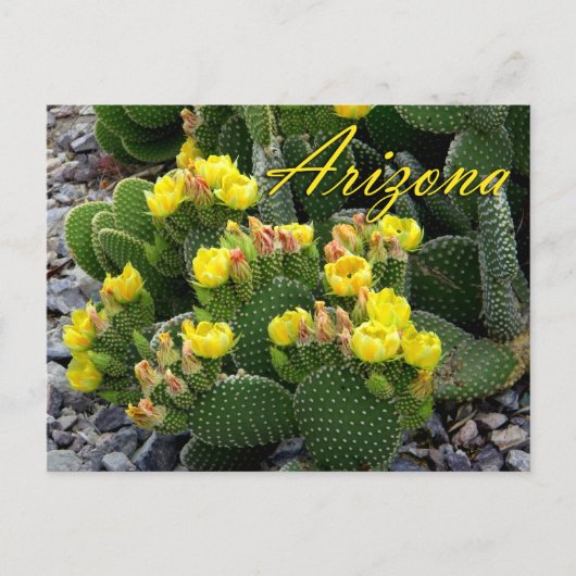 Carte postale Arizona, Prickly Pear Cactus (Devant)