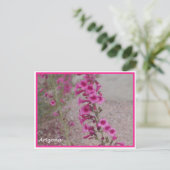 carte postale arizona rose Penstemon (Debout devant)