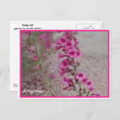 carte postale arizona rose Penstemon (Devant / Derrière)