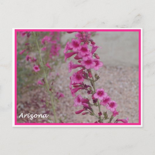 carte postale arizona rose Penstemon (Devant)