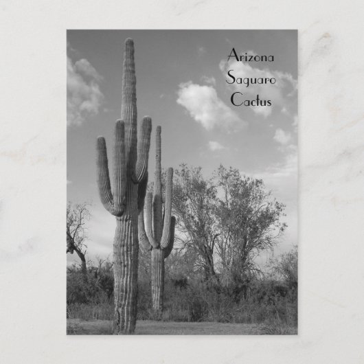 Carte postale Arizona Saguaro (Devant)
