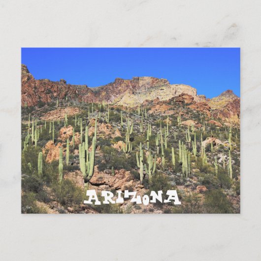 Carte postale Arizona Saguaro Cactus (Devant)