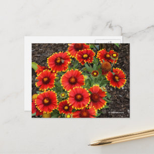 Carte Postale Arizona Sun Blanketflowers
