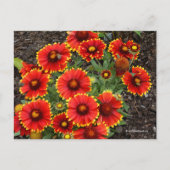 Carte Postale Arizona Sun Blanketflowers (Devant)
