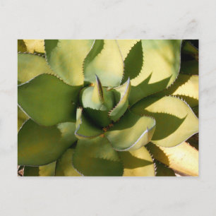 Carte Postale "Arizona verte"