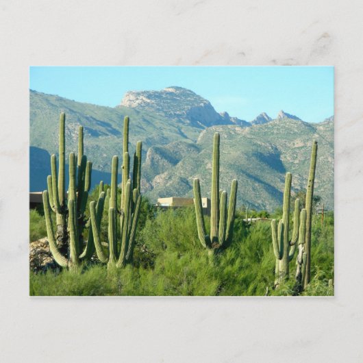 Carte Postale "Arizona verte" (Devant)