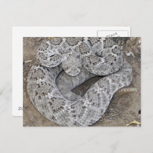 Carte Postale Arizona Western Diamondback Rattlesnake (Devant / Derrière)