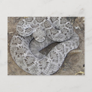 Carte Postale Arizona Western Diamondback Rattlesnake