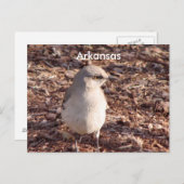 Carte Postale Arkansas Mockingbird (Devant / Derrière)