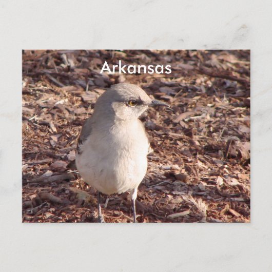 Carte Postale Arkansas Mockingbird (Devant)